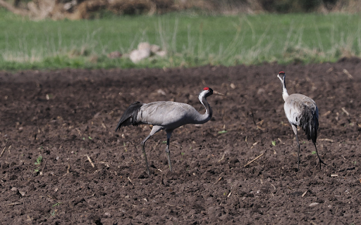Red crowned cranes from Chrome web store to be run with OffiDocs Chromium online Red crowned cranes from Chrome web store to be run with OffiDocs Chromium online