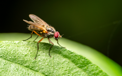 Red eyed fly from Chrome web store to be run with OffiDocs Chromium online Red eyed fly from Chrome web store to be run with OffiDocs Chromium online