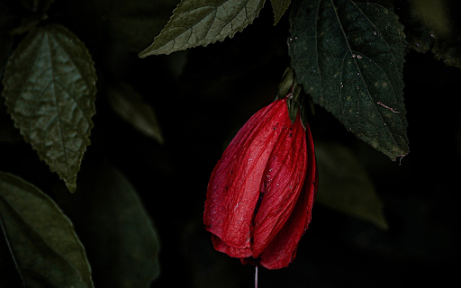 Red flower at night from Chrome web store to be run with OffiDocs Chromium online Red flower at night from Chrome web store to be run with OffiDocs Chromium online