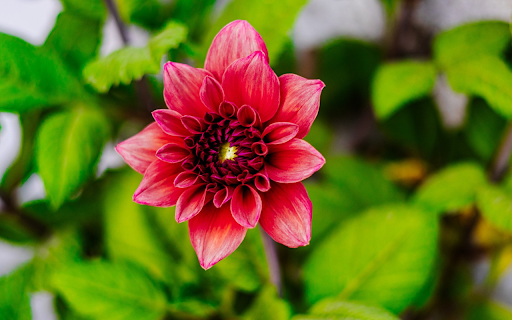 Red flower buds from Chrome web store to be run with OffiDocs Chromium online Red flower buds from Chrome web store to be run with OffiDocs Chromium online
