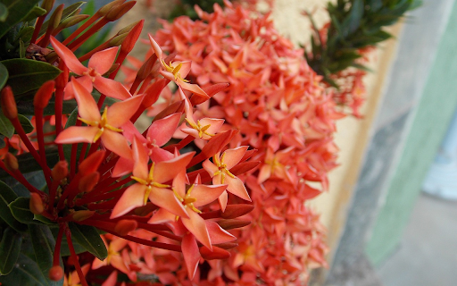 Red flower cluster from Chrome web store to be run with OffiDocs Chromium online Red flower cluster from Chrome web store to be run with OffiDocs Chromium online