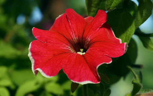 Red flowers with white border from Chrome web store to be run with OffiDocs Chromium online Red flowers with white border from Chrome web store to be run with OffiDocs Chromium online