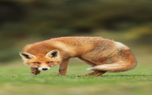 red fox wallpaper from Chrome web store to be run with OffiDocs Chromium online red fox wallpaper from Chrome web store to be run with OffiDocs Chromium online