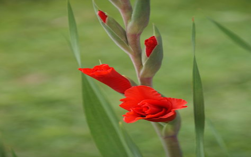 Red gladiolus wallpaper from Chrome web store to be run with OffiDocs Chromium online Red gladiolus wallpaper from Chrome web store to be run with OffiDocs Chromium online
