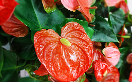 Red heart flower from Chrome web store to be run with OffiDocs Chromium online Red heart flower from Chrome web store to be run with OffiDocs Chromium online