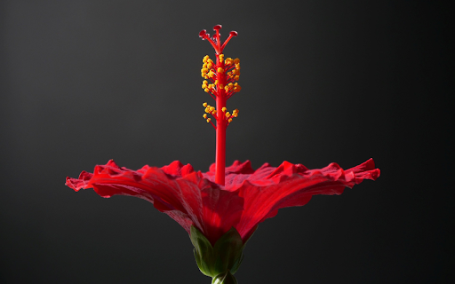 Red hibiscus flower from Chrome web store to be run with OffiDocs Chromium online Red hibiscus flower from Chrome web store to be run with OffiDocs Chromium online