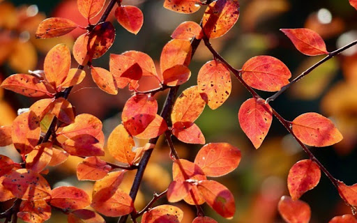 RED LEAF Theme from Chrome web store to be run with OffiDocs Chromium online RED LEAF Theme from Chrome web store to be run with OffiDocs Chromium online