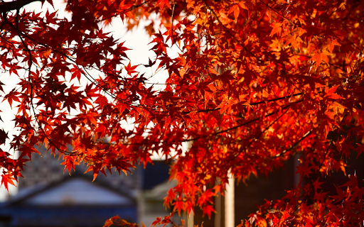 red leaves and sunshine from Chrome web store to be run with OffiDocs Chromium online red leaves and sunshine from Chrome web store to be run with OffiDocs Chromium online