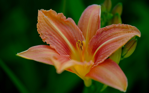 Red lilies from Chrome web store to be run with OffiDocs Chromium online Red lilies from Chrome web store to be run with OffiDocs Chromium online