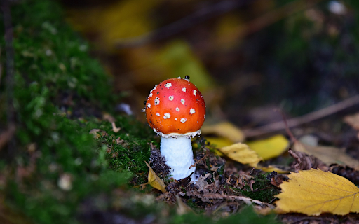 Red mushroom from Chrome web store to be run with OffiDocs Chromium online Red mushroom from Chrome web store to be run with OffiDocs Chromium online