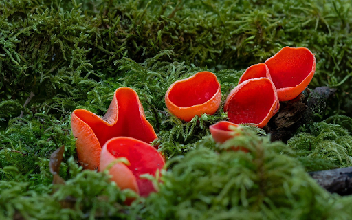 Red Mushrooms from Chrome web store to be run with OffiDocs Chromium online Red Mushrooms from Chrome web store to be run with OffiDocs Chromium online