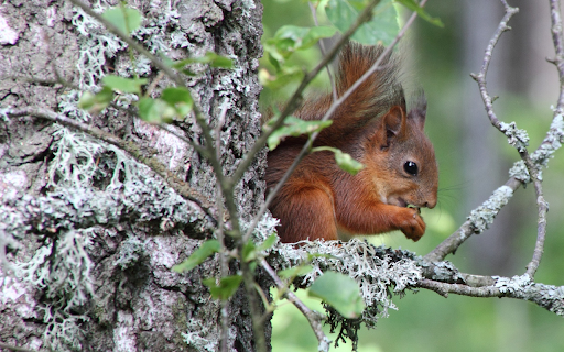 Red Squirrel from Chrome web store to be run with OffiDocs Chromium online Red Squirrel from Chrome web store to be run with OffiDocs Chromium online