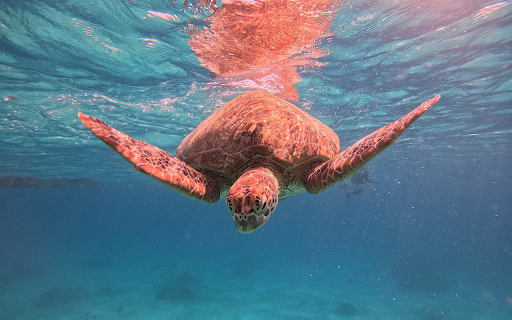 Red Turtle from Chrome web store to be run with OffiDocs Chromium online Red Turtle from Chrome web store to be run with OffiDocs Chromium online