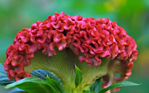 Red velvet cockscomb flower from Chrome web store to be run with OffiDocs Chromium online Red velvet cockscomb flower from Chrome web store to be run with OffiDocs Chromium online