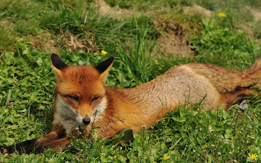 Resting Red Fox from Chrome web store to be run with OffiDocs Chromium online Resting Red Fox from Chrome web store to be run with OffiDocs Chromium online