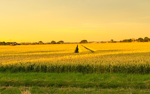 Rice fields ripen in the sun from Chrome web store to be run with OffiDocs Chromium online Rice fields ripen in the sun from Chrome web store to be run with OffiDocs Chromium online
