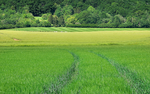 Rice is a girl from Chrome web store to be run with OffiDocs Chromium online Rice is a girl from Chrome web store to be run with OffiDocs Chromium online