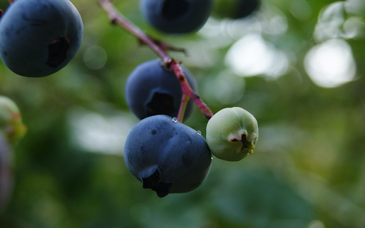 ripe green fruit from Chrome web store to be run with OffiDocs Chromium online ripe green fruit from Chrome web store to be run with OffiDocs Chromium online