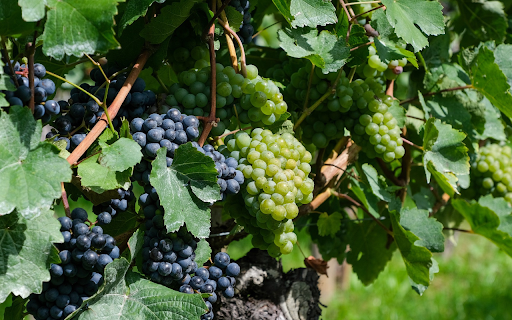 Ripe greengrapes from Chrome web store to be run with OffiDocs Chromium online Ripe greengrapes from Chrome web store to be run with OffiDocs Chromium online