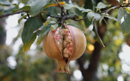 Ripe Pomegranate from Chrome web store to be run with OffiDocs Chromium online Ripe Pomegranate from Chrome web store to be run with OffiDocs Chromium online