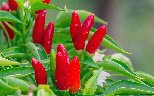 ripe red pepper plant from Chrome web store to be run with OffiDocs Chromium online ripe red pepper plant from Chrome web store to be run with OffiDocs Chromium online