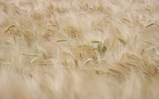 Ripe Rice Field from Chrome web store to be run with OffiDocs Chromium online Ripe Rice Field from Chrome web store to be run with OffiDocs Chromium online