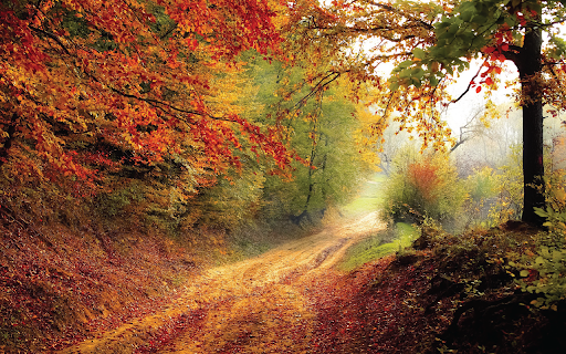 Road Forest from Chrome web store to be run with OffiDocs Chromium online Road Forest from Chrome web store to be run with OffiDocs Chromium online
