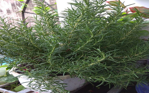 rosemary wallpaper from Chrome web store to be run with OffiDocs Chromium online rosemary wallpaper from Chrome web store to be run with OffiDocs Chromium online