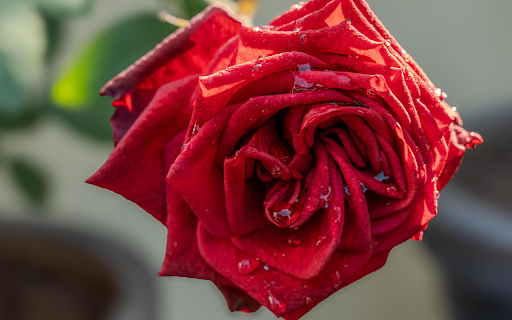 Roses and water drops from Chrome web store to be run with OffiDocs Chromium online Roses and water drops from Chrome web store to be run with OffiDocs Chromium online
