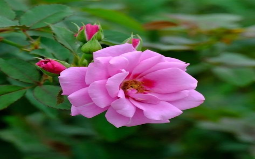 Rose Wallpaper from Chrome web store to be run with OffiDocs Chromium online Rose Wallpaper from Chrome web store to be run with OffiDocs Chromium online
