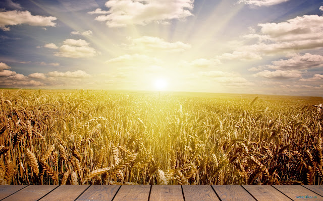Rye and Sun from Chrome web store to be run with OffiDocs Chromium online Rye and Sun from Chrome web store to be run with OffiDocs Chromium online