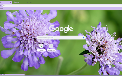 Scabiosa from Chrome web store to be run with OffiDocs Chromium online Scabiosa from Chrome web store to be run with OffiDocs Chromium online