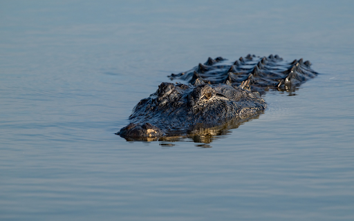 Scary giant crocodile from Chrome web store to be run with OffiDocs Chromium online Scary giant crocodile from Chrome web store to be run with OffiDocs Chromium online