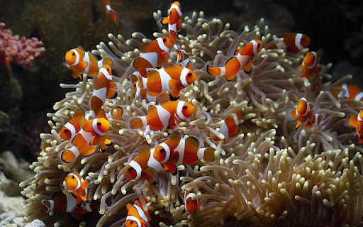 Sea anemones playing among the coral reefs from Chrome web store to be run with OffiDocs Chromium online Sea anemones playing among the coral reefs from Chrome web store to be run with OffiDocs Chromium online
