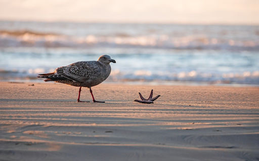 Seagull and Starfish at the Shore from Chrome web store to be run with OffiDocs Chromium online Seagull and Starfish at the Shore from Chrome web store to be run with OffiDocs Chromium online