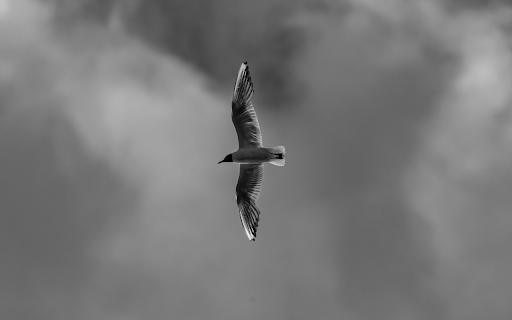 Seagull in Flight Black and White from Chrome web store to be run with OffiDocs Chromium online Seagull in Flight Black and White from Chrome web store to be run with OffiDocs Chromium online