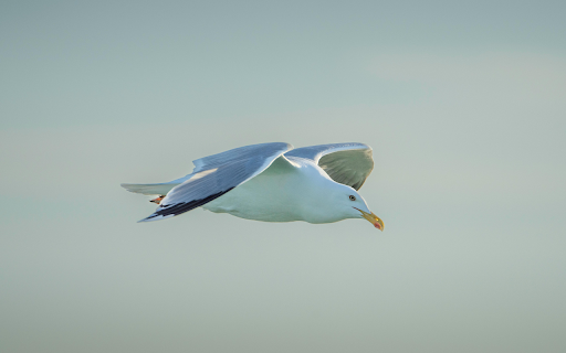Seagull Soaring Gracefully in Clear Sky from Chrome web store to be run with OffiDocs Chromium online Seagull Soaring Gracefully in Clear Sky from Chrome web store to be run with OffiDocs Chromium online