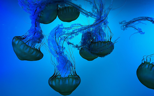 Sea jellyfish swimming around from Chrome web store to be run with OffiDocs Chromium online Sea jellyfish swimming around from Chrome web store to be run with OffiDocs Chromium online