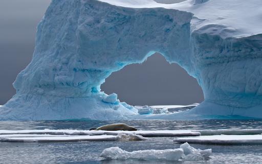 Seals Repose Under an Icy Arch from Chrome web store to be run with OffiDocs Chromium online Seals Repose Under an Icy Arch from Chrome web store to be run with OffiDocs Chromium online