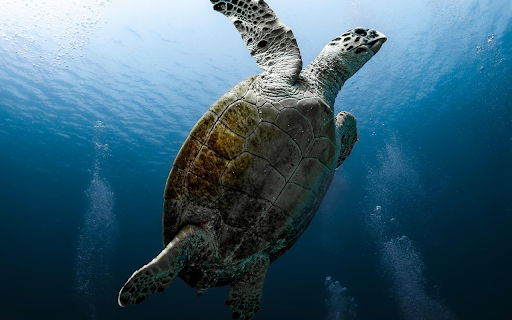 Sea Turtle Gliding Through the Deep from Chrome web store to be run with OffiDocs Chromium online Sea Turtle Gliding Through the Deep from Chrome web store to be run with OffiDocs Chromium online