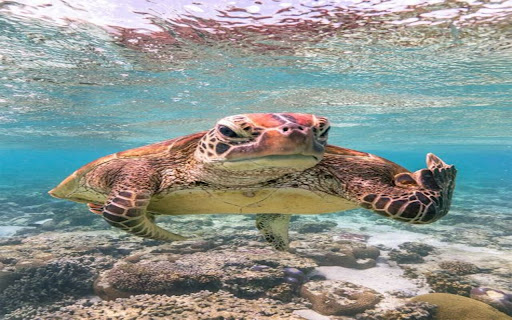 sea turtle wallpaper from Chrome web store to be run with OffiDocs Chromium online sea turtle wallpaper from Chrome web store to be run with OffiDocs Chromium online