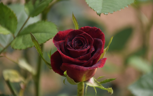 Seductive rose buds from Chrome web store to be run with OffiDocs Chromium online Seductive rose buds from Chrome web store to be run with OffiDocs Chromium online