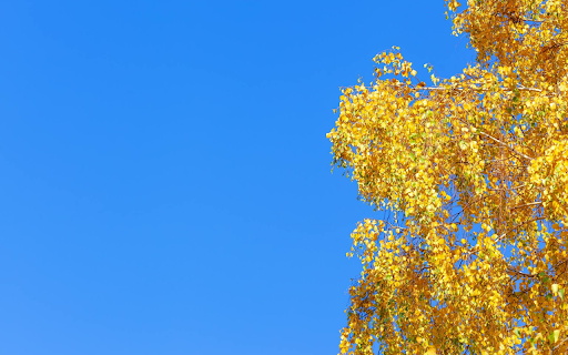 Shaking Yellow Leaves from Chrome web store to be run with OffiDocs Chromium online Shaking Yellow Leaves from Chrome web store to be run with OffiDocs Chromium online