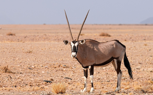 Sharp horned antelope from Chrome web store to be run with OffiDocs Chromium online Sharp horned antelope from Chrome web store to be run with OffiDocs Chromium online