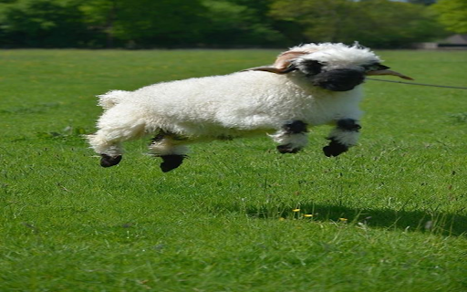 Sheep on the grassland wallpaper from Chrome web store to be run with OffiDocs Chromium online Sheep on the grassland wallpaper from Chrome web store to be run with OffiDocs Chromium online