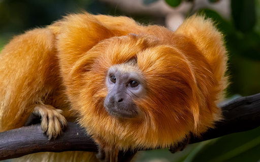 Shiny orange haired monkey from Chrome web store to be run with OffiDocs Chromium online Shiny orange haired monkey from Chrome web store to be run with OffiDocs Chromium online