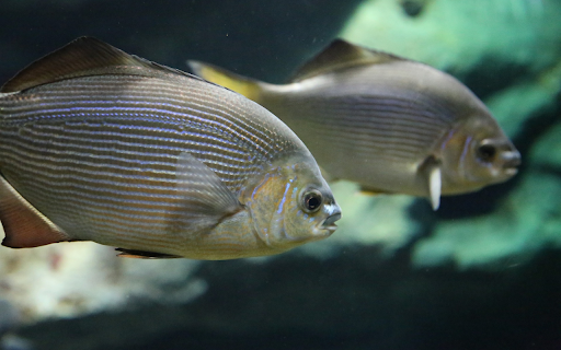 Silver fish from Chrome web store to be run with OffiDocs Chromium online Silver fish from Chrome web store to be run with OffiDocs Chromium online