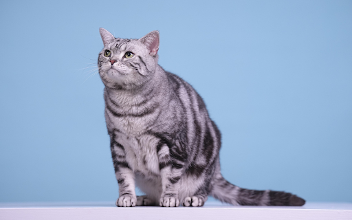 Silver Tabby Focus from Chrome web store to be run with OffiDocs Chromium online Silver Tabby Focus from Chrome web store to be run with OffiDocs Chromium online