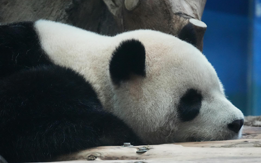 Sleeping Panda from Chrome web store to be run with OffiDocs Chromium online Sleeping Panda from Chrome web store to be run with OffiDocs Chromium online