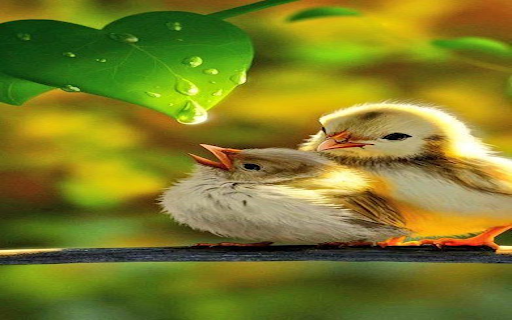 Small birds and dew drops wallpaper from Chrome web store to be run with OffiDocs Chromium online Small birds and dew drops wallpaper from Chrome web store to be run with OffiDocs Chromium online
